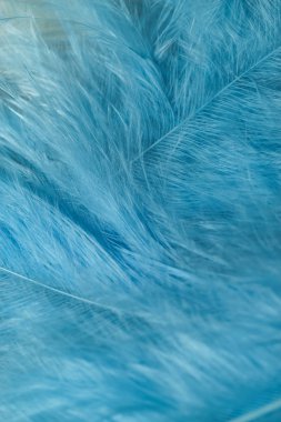 Güzel mavi trendleri kapatın kuş tüyü desenli arka plan. Makro fotoğrafçılık görünümü. 