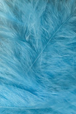 Güzel mavi trendleri kapatın kuş tüyü desenli arka plan. Makro fotoğrafçılık görünümü. 
