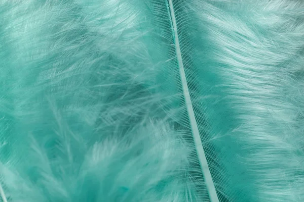 Güzel Aqua Menthe trendleri kuş tüyü desenli arka planı kapatın. Makro fotoğrafçılık görünümü. 