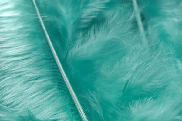 Close Hermosa Aqua Menthe Tendencias Pájaro Plumas Patrón Textura Fondo — Foto de Stock