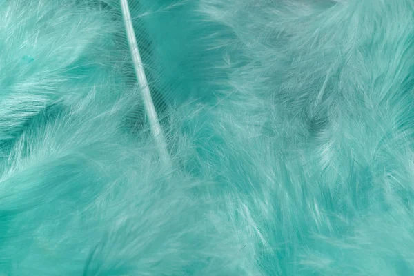 Close Beautiful Aqua Menthe Trends Bird Feather Pattern Texture Background — Stock Photo, Image