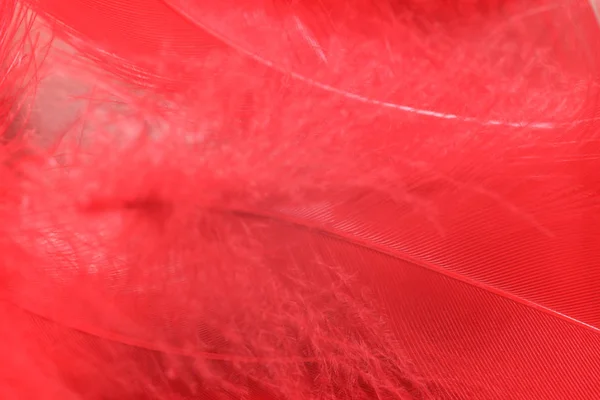 Närbild Vackra Röda Trender Fågel Fjäder Mönster Konsistens Bakgrund Makrofotografering — Stockfoto