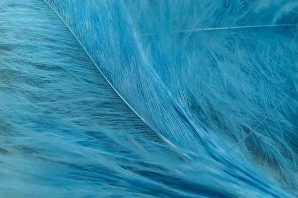 Close Hermosas Tendencias Azules Pájaro Pluma Patrón Textura Fondo Macro —  Fotos de Stock