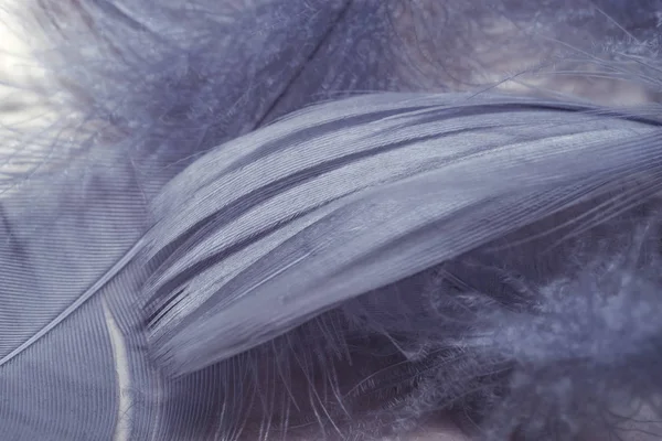 Close Beautiful Purple Trends Bird Feather Pattern Texture Background Macro — Stock Photo, Image