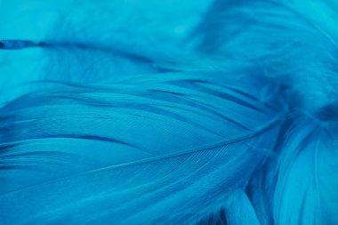 Güzel Hayalet Mavi trendler tüy desenli doku arka planı. Makro fotoğrafçılık görünümü. 