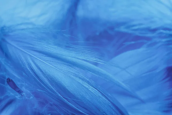 Güzel Mavi Trendler Tüy Desenli Doku Arka Planını Kapatın Makro — Stok fotoğraf