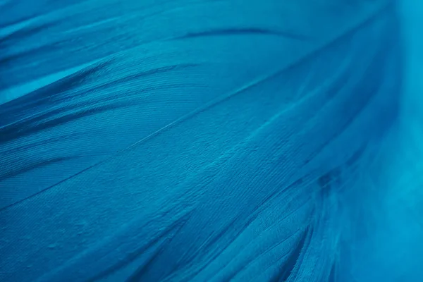 Όμορφη Φάντασμα Μπλε Τάσεις Μοτίβο Φτερό Υφή Φόντο Μακροσκοπική Προβολή — Φωτογραφία Αρχείου