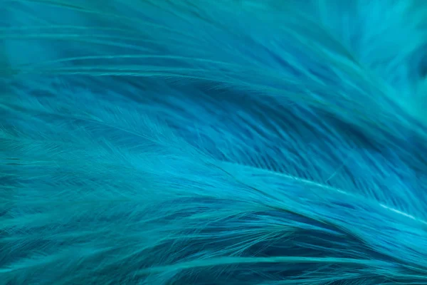Close Beautiful Aqua Menthe Trends Feather Pattern Texture Background Macro — Stock Photo, Image