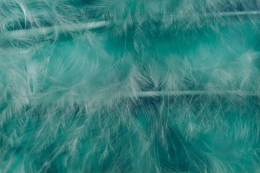 Güzel yeşil trendleri kapatın kuş tüyü desenli arka plan. Makro fotoğrafçılık görünümü. 