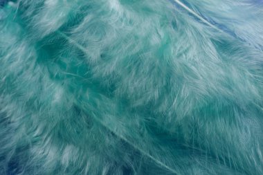 Güzel yeşil trendleri kapatın kuş tüyü desenli arka plan. Makro fotoğrafçılık görünümü. 