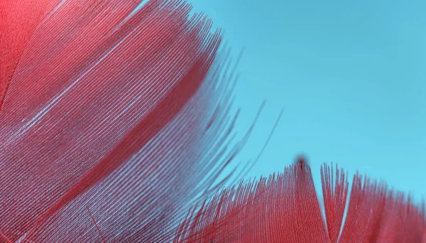 特写美丽的红色趋势鸟类羽毛图案纹理背景 宏观摄影视图 — 图库照片