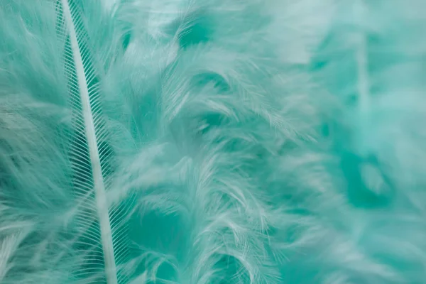 Close Beautiful Green Trends Bird Feather Pattern Texture Background Macro — Stock Photo, Image