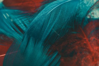 Tasarım dokusu için Güzel Kırmızı ve Aqua Menthe Kuş tüyü desenli arkaplanı kapat. Makro fotoğrafçılık görünümü. 