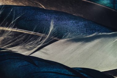 Tasarım dokusu için Güzel Renkli Ördek Kuş tüyü desenli arka planı kapatın. Makro fotoğrafçılık görünümü. 