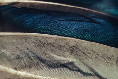 Tasarım dokusu için Güzel Renkli Ördek Kuş tüyü desenli arka planı kapatın. Makro fotoğrafçılık görünümü. 