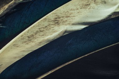 Tasarım dokusu için Güzel Renkli Ördek Kuş tüyü desenli arka planı kapatın. Makro fotoğrafçılık görünümü. 