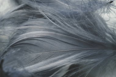 Tasarım dokusu için güzel gri kuş tüyü desenli arkaplanı kapat. Makro fotoğrafçılık görünümü. 