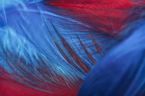 Κοντινό Πλάνο Όμορφο Κόκκινο Και Μπλε Μοτίβο Φτερών Πουλιών Φόντο — Φωτογραφία Αρχείου