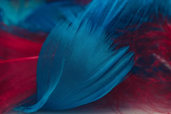 Close Mooie Rode Blauwe Bird Feather Patroon Achtergrond Voor Design — Stockfoto