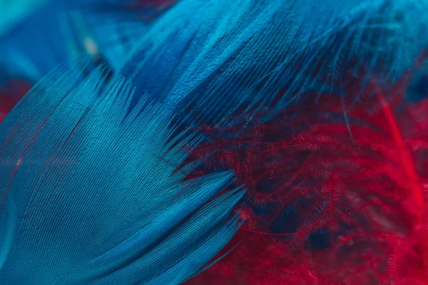 特写美丽的红蓝鸟羽毛图案背景设计纹理 宏观摄影视图 — 图库照片