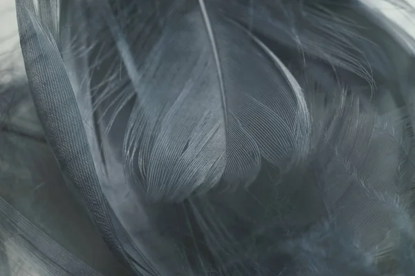 デザインの質感のための美しい灰色の鳥の羽パターンの背景を閉じます マクロ写真ビュー — ストック写真