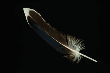 Tasarım dokusu için güzel ördek tüyü deseni. Kara Arkaplanda İzole Edilmiş