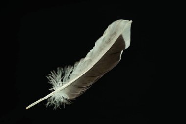 Tasarım dokusu için güzel ördek tüyü deseni. Kara Arkaplanda İzole Edilmiş