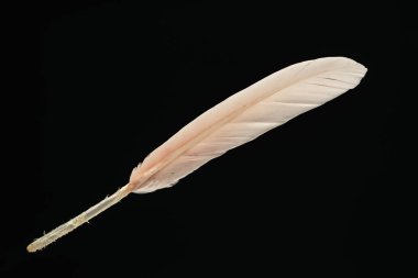 Tasarım dokusu için güzel pembe kuş tüyü deseni. Kara Arkaplanda İzole Edilmiş