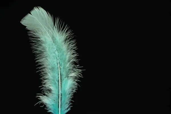 Beautiful Aqua Menthe Bird Feather Pattern Design Texture Isolated Black — 스톡 사진