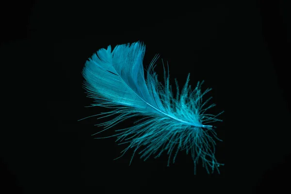 Beautiful Blue Bird Feather Pattern Design Texture Isolated Black Background — 스톡 사진