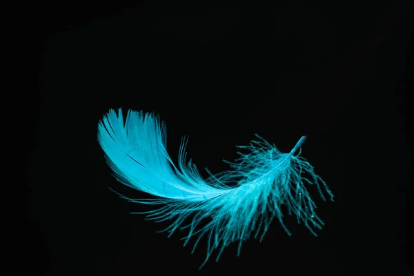 Beautiful Blue Bird Feather Pattern Design Texture Isolated Black Background — Stock Photo, Image
