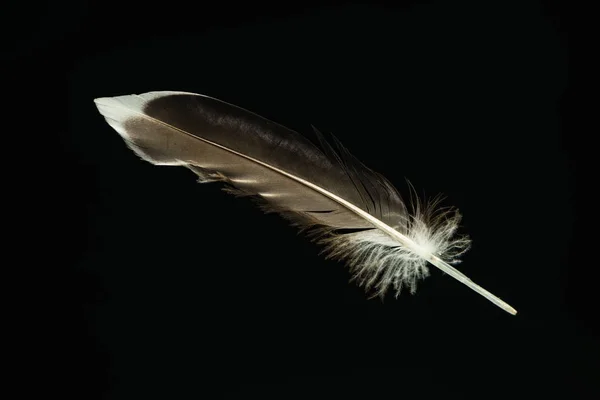 Beautiful Duck Bird Feather Pattern Design Texture Isolated Black Background — 스톡 사진