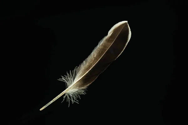 Beautiful Duck Bird Feather Pattern Design Texture Isolated Black Background — 스톡 사진