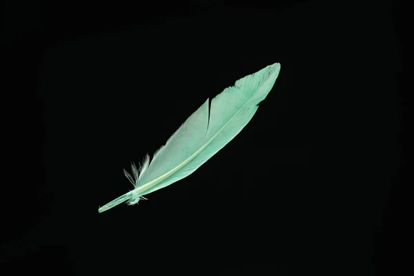 Beautiful green Bird feather pattern for design texture. Isolated on Black Background