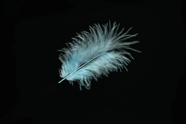 Beautiful Blue Bird Feather Pattern Design Texture Isolated Black Background — 스톡 사진