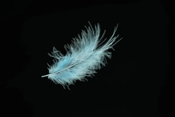 Beautiful Blue Bird Feather Pattern Design Texture Isolated Black Background — Stock Photo, Image