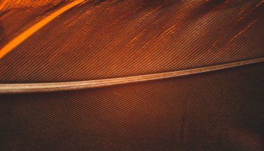 Tasarım dokusu için Güzel Ördek Kuş tüyü desenli arka planı kapatın. Makro fotoğrafçılık görünümü. 