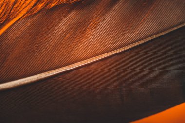 Tasarım dokusu için Güzel Ördek Kuş tüyü desenli arka planı kapatın. Makro fotoğrafçılık görünümü. 