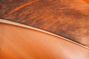 Tasarım dokusu için Güzel Ördek Kuş tüyü desenli arka planı kapatın. Makro fotoğrafçılık görünümü. 