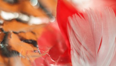 Tasarım dokusu için Güzel Beyaz Kuş tüyü desenli arkaplanı kapat. Makro fotoğrafçılık görünümü. 