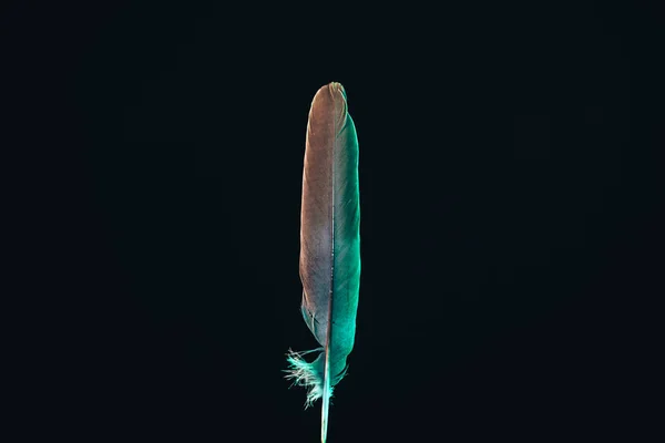 Hermosa Pluma Pájaro Gris Con Patrón Luz Color Para Textura —  Fotos de Stock