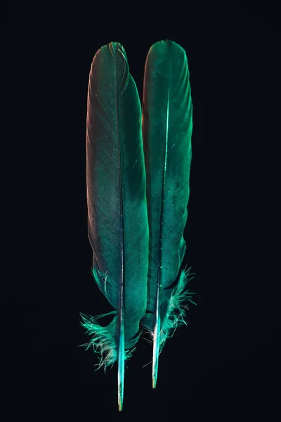 Hermosa Pluma Pájaro Gris Con Patrón Luz Color Para Textura —  Fotos de Stock