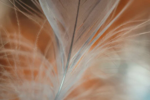 Close Beautiful White Bird Feather Pattern Background Design Texture Macro — ストック写真
