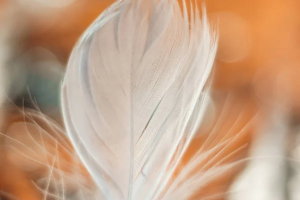 Tasarım Dokusu Için Güzel Beyaz Kuş Tüyü Desenli Arkaplanı Kapat — Stok fotoğraf