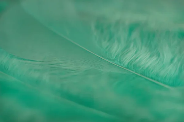 Close Beautiful Aquamarine Bird Feather Pattern Background Design Texture Macro — Stock Photo, Image