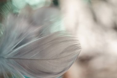 Tasarım dokusu için güzel gri kuş tüyü desenli arkaplanı kapat. Makro fotoğrafçılık görünümü. 