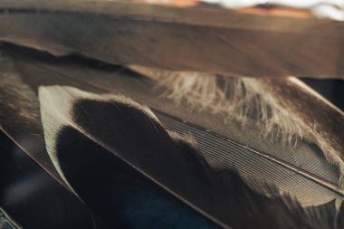 Tasarım dokusu için Güzel Kuş tüyü desenli arkaplanı kapat. Makro fotoğrafçılık görünümü. 