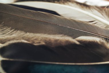 Tasarım dokusu için Güzel Kuş tüyü desenli arkaplanı kapat. Makro fotoğrafçılık görünümü. 