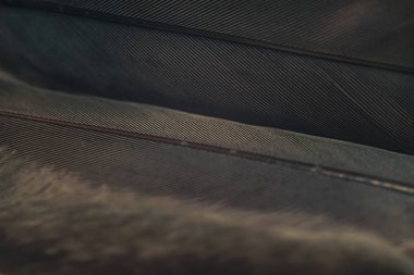 Tasarım dokusu için Güzel Kuş tüyü desenli arkaplanı kapat. Makro fotoğrafçılık görünümü. 