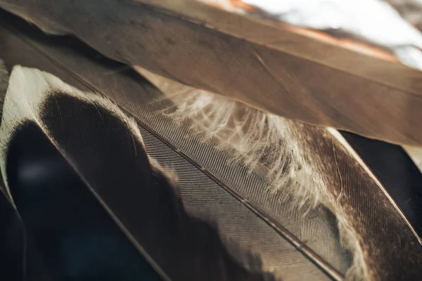 Tasarım Dokusu Için Güzel Kuş Tüyü Desenli Arkaplanı Kapat Makro — Stok fotoğraf